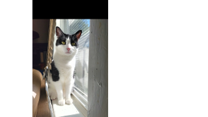 Lost Pet: Jefferson
