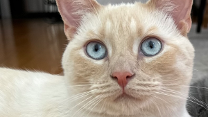 Lost Pet: Mochi
