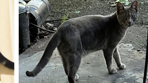 Lost Pet: Ash