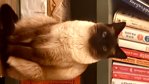 Lost Pet: George