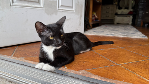 Lost Pet: Chara
