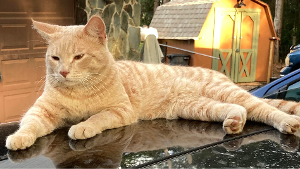 Lost Pet: George