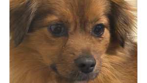 Lost Pet: Teely