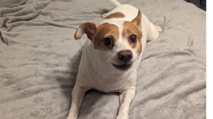 Lost Pet: Daisy
