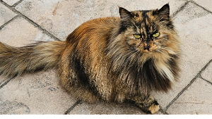 Lost Pet: Lucy
