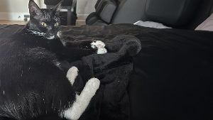 Lost Pet: Void