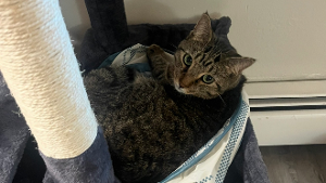 Lost Pet: Nicks