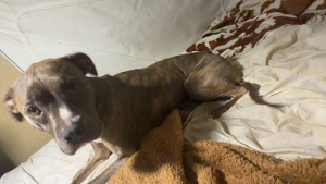 Lost Pet: Athena