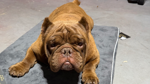 Lost Pet: Choko