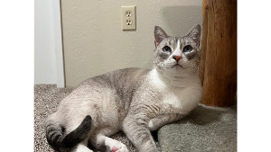 Lost Pet: Mac