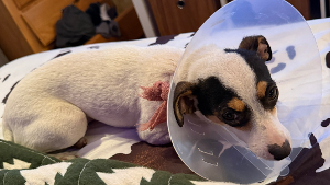Lost Pet: Cali Humphrey