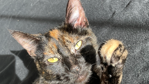 Lost Pet: Ivy