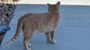 Lost Pet: Mufasa