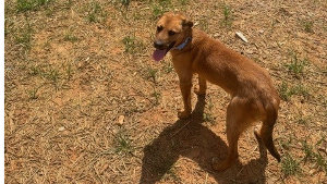 Lost Pet: Levi