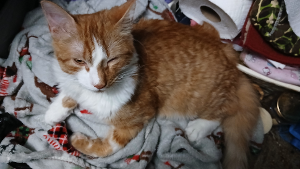 Lost Pet: Pumpkin