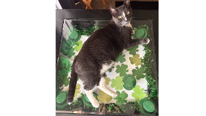 Lost Pet: Frost