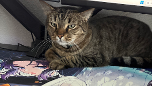 Lost Pet: Rascal