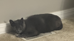 Lost Pet: Mona