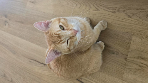 Lost Pet: Razz