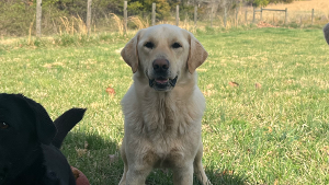 Lost Pet: Rebel