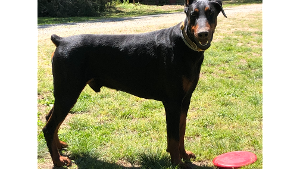 Lost Pet: Caliber