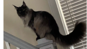Lost Pet: Kratos