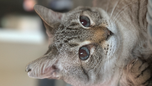 Lost Pet: Mr. Henry