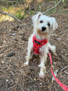 Lost Pet: Dewey