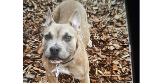 Lost Pet: Nina