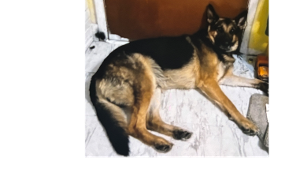 Lost Pet: Sven
