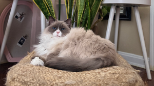 Lost Pet: Dejah Thoris Enyeart