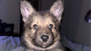 Lost Pet: Juice