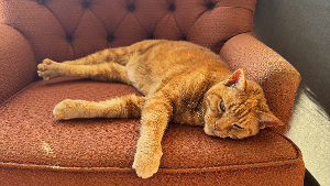 Lost Pet: Andy