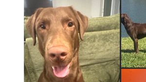 Lost Pet: Dash