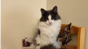 Lost Pet: Leo