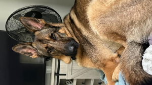 Lost Pet: Tessa