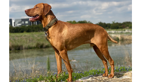 Lost Pet: Shiloh Pancake