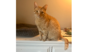 Lost Pet: Lenna