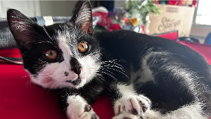 Lost Pet: Tux