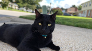 Lost Pet: Shadow