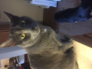 Lost Pet: Smokey Bear
