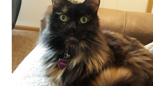 Lost Pet: Ghirardelli
