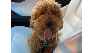 Lost Pet: Beau River