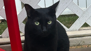 Lost Pet: Ranya