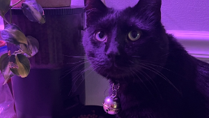 Lost Pet: Panther
