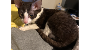 Lost Pet: Juno