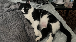 Lost Pet: Bahloo