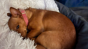Lost Pet: Princess