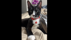 Lost Pet: Priscilla