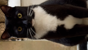 Lost Pet: Tux